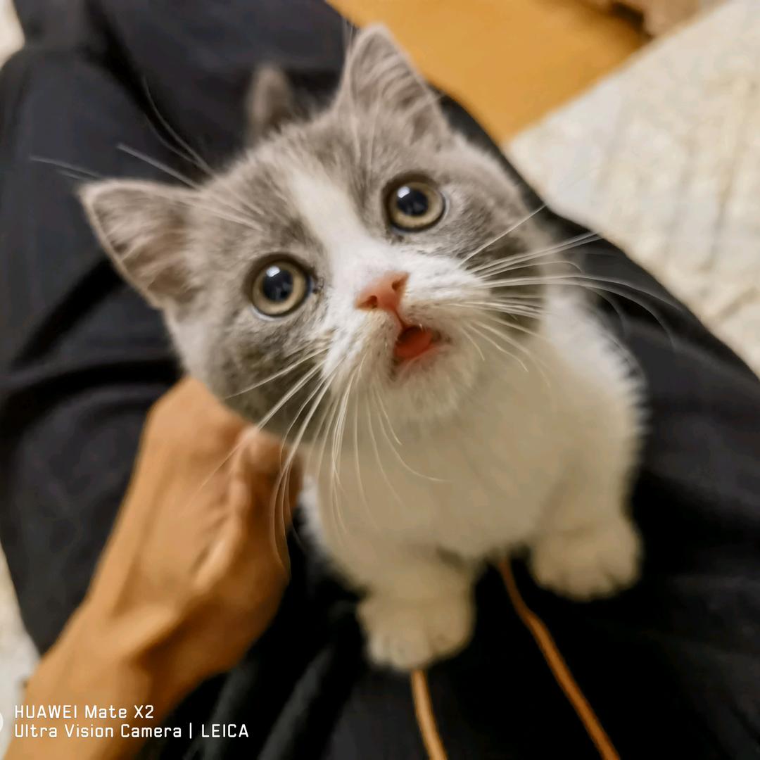 毛大宝
