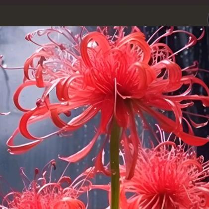 彼岸花