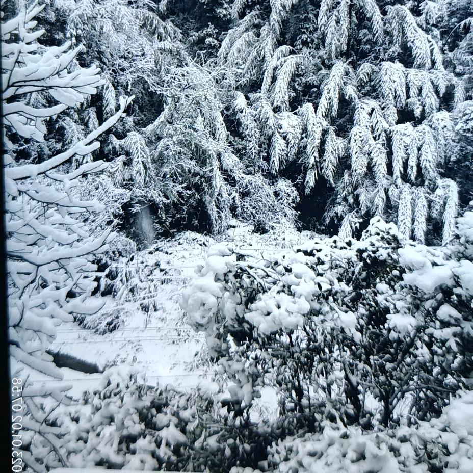晶豆