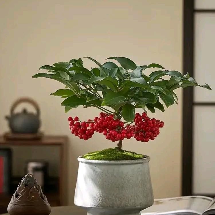 希望我的希望有希望