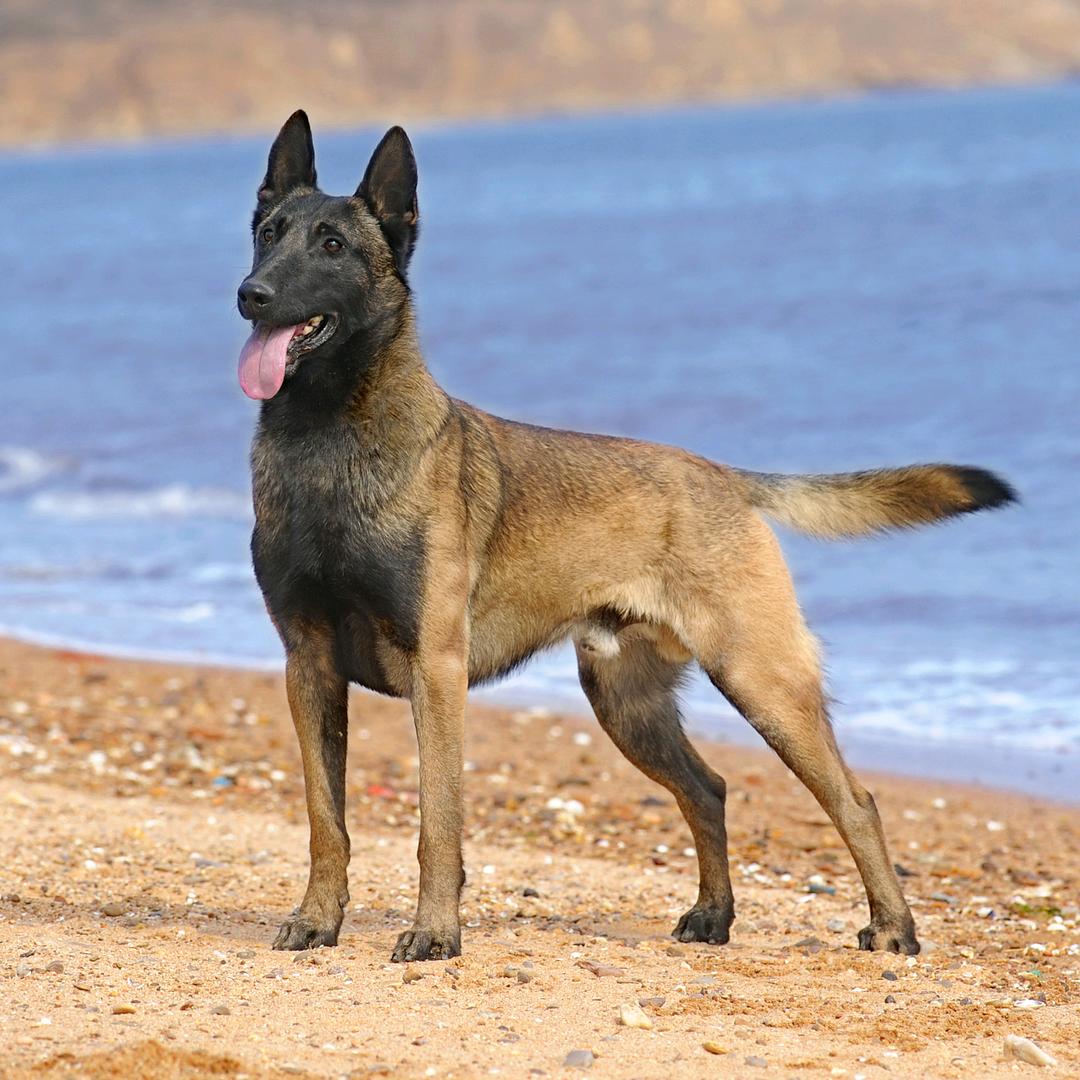 犬出没