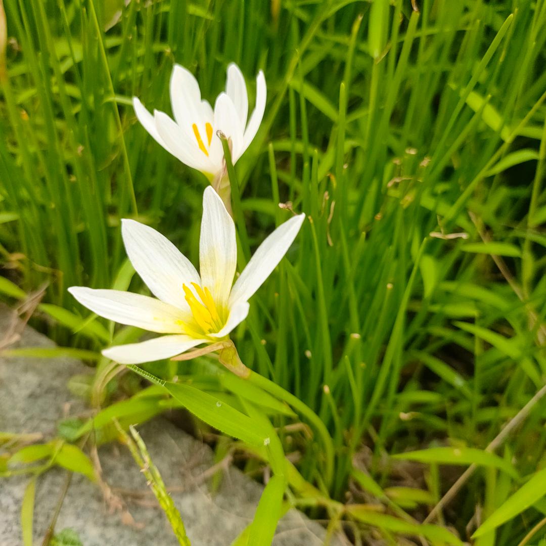 💅芝妹💋💋