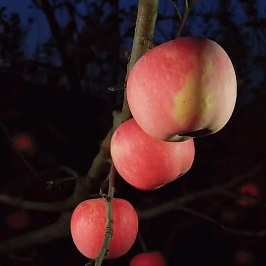 硕果累累🍎