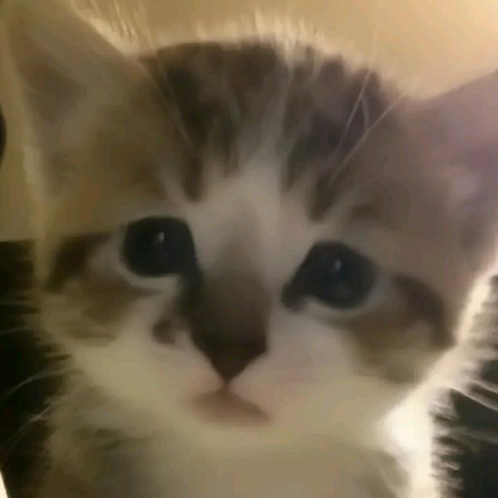 飞龙