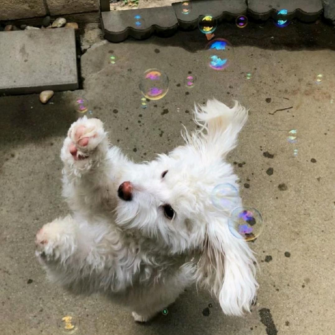 我没有zhua梦jio🫧🐟