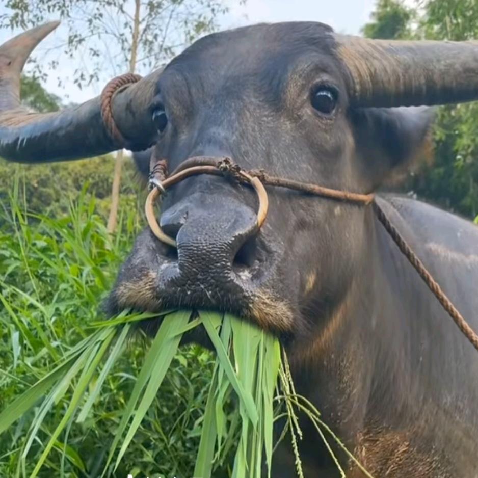 宇宙超级无敌暴龙战士之霹雳战神