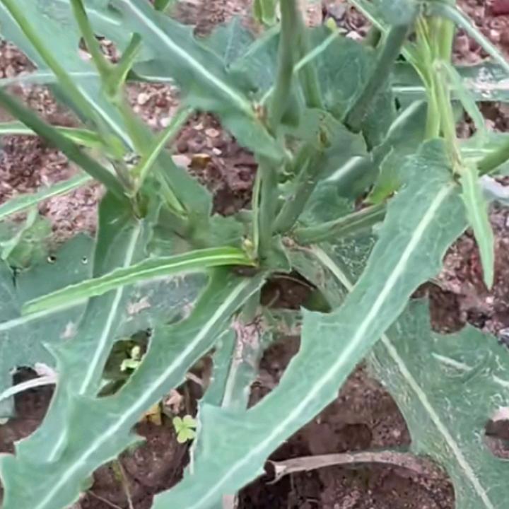 青青芦荟