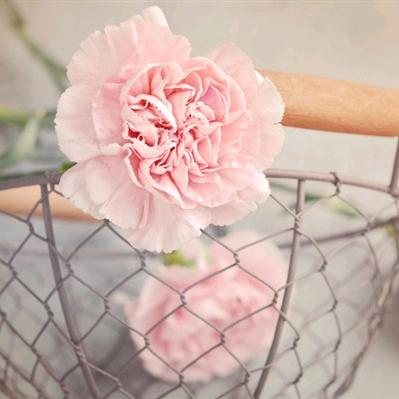 回眸一笑百媚生