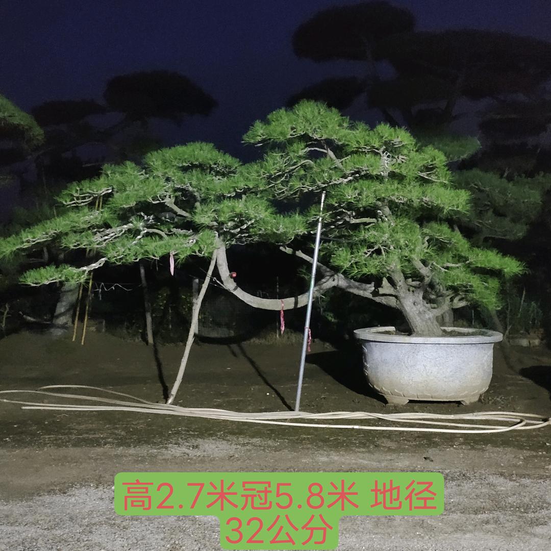 泰山松一泰安市顺程园林