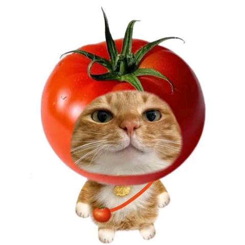 小猫特麻头