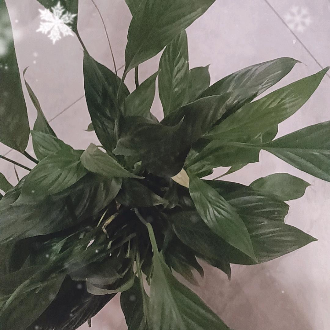 事事顺心