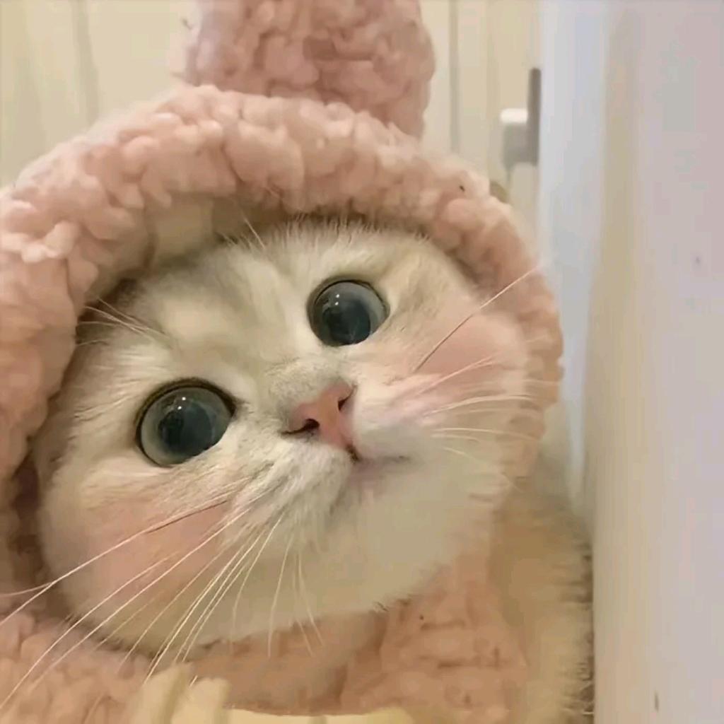 ⠀⠀猫猫汉堡堡