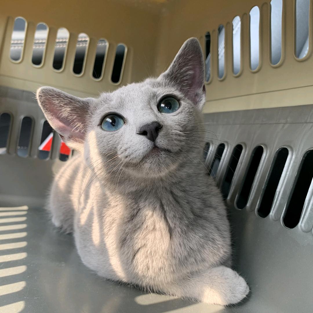 Ryan俄罗斯蓝猫