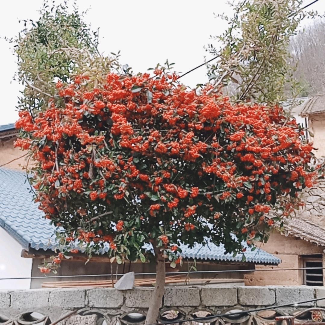 老来乐