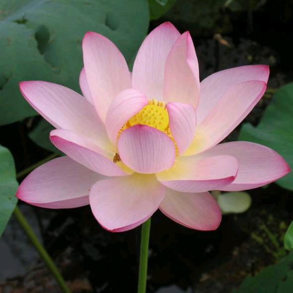 花开富贵               .