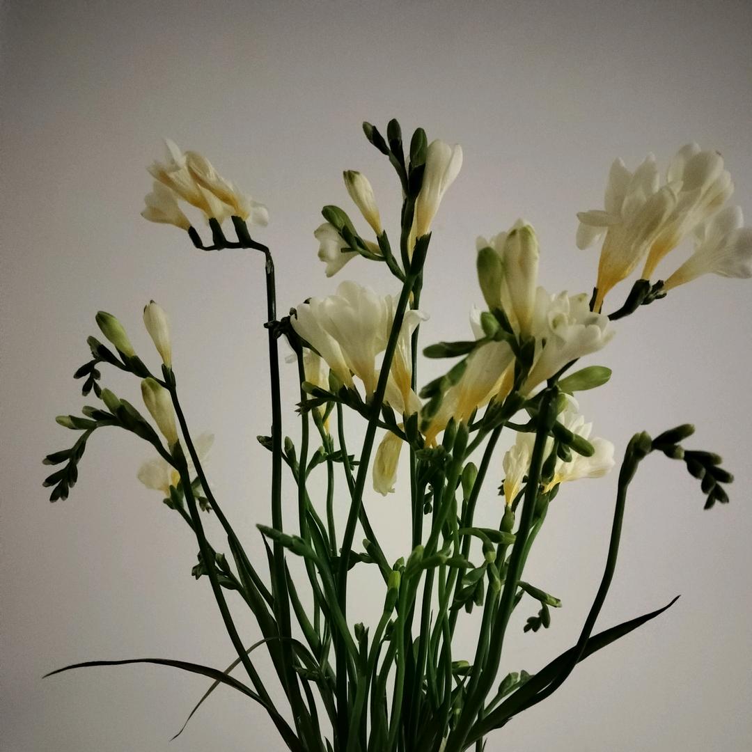 🎻九   🎼  日🎻