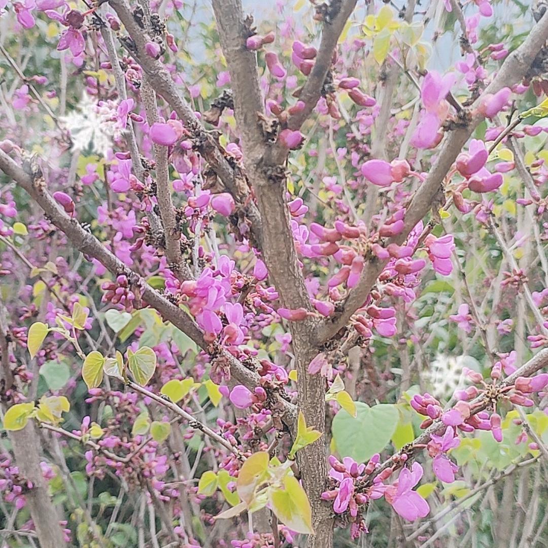 小雅