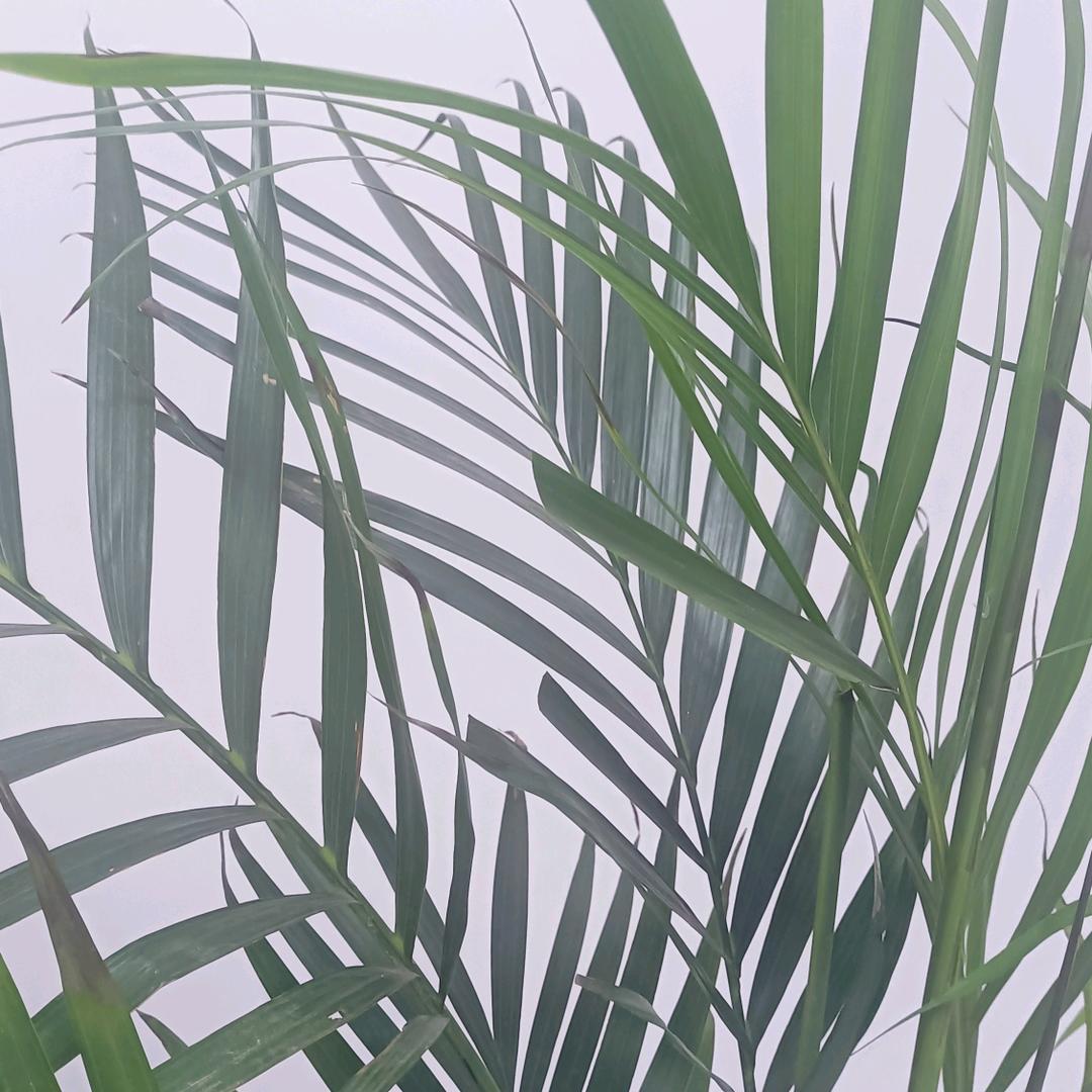 木子李╭(╯ε╰)╮