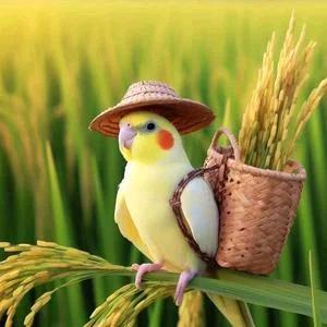 玄凤鹦鹉养殖《豆豆鹦宠》