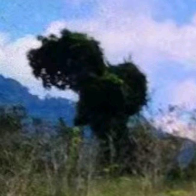平哥