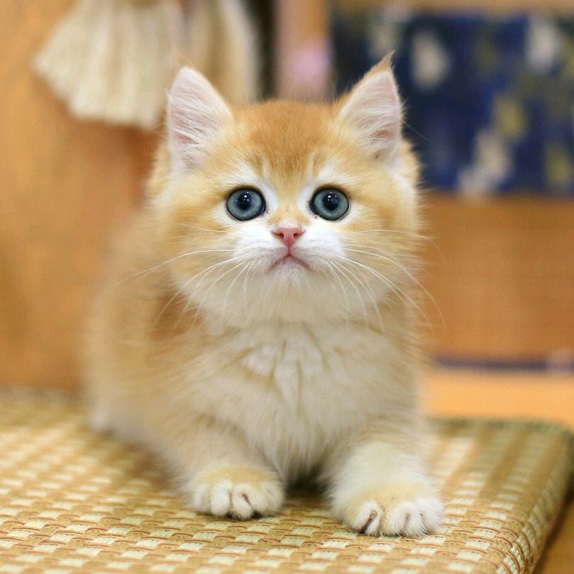 九尾猫舍摆烂版
