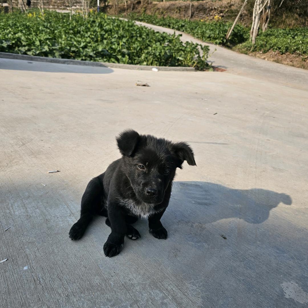 寒号鸟
