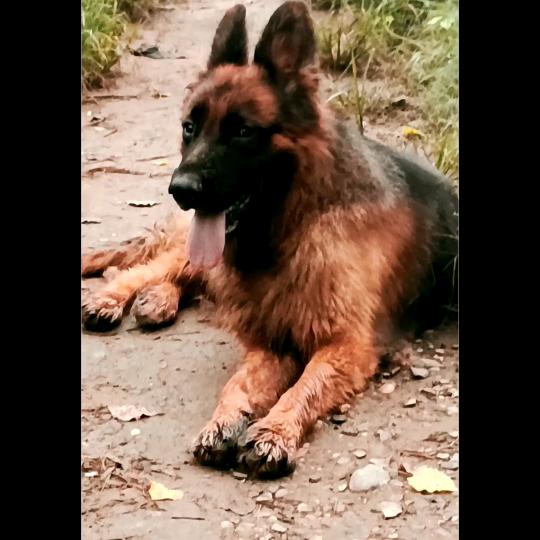 襄阳德牧培育犬舍