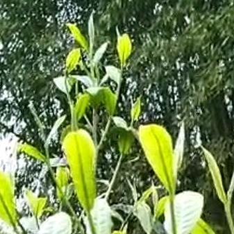 荣达茶叶