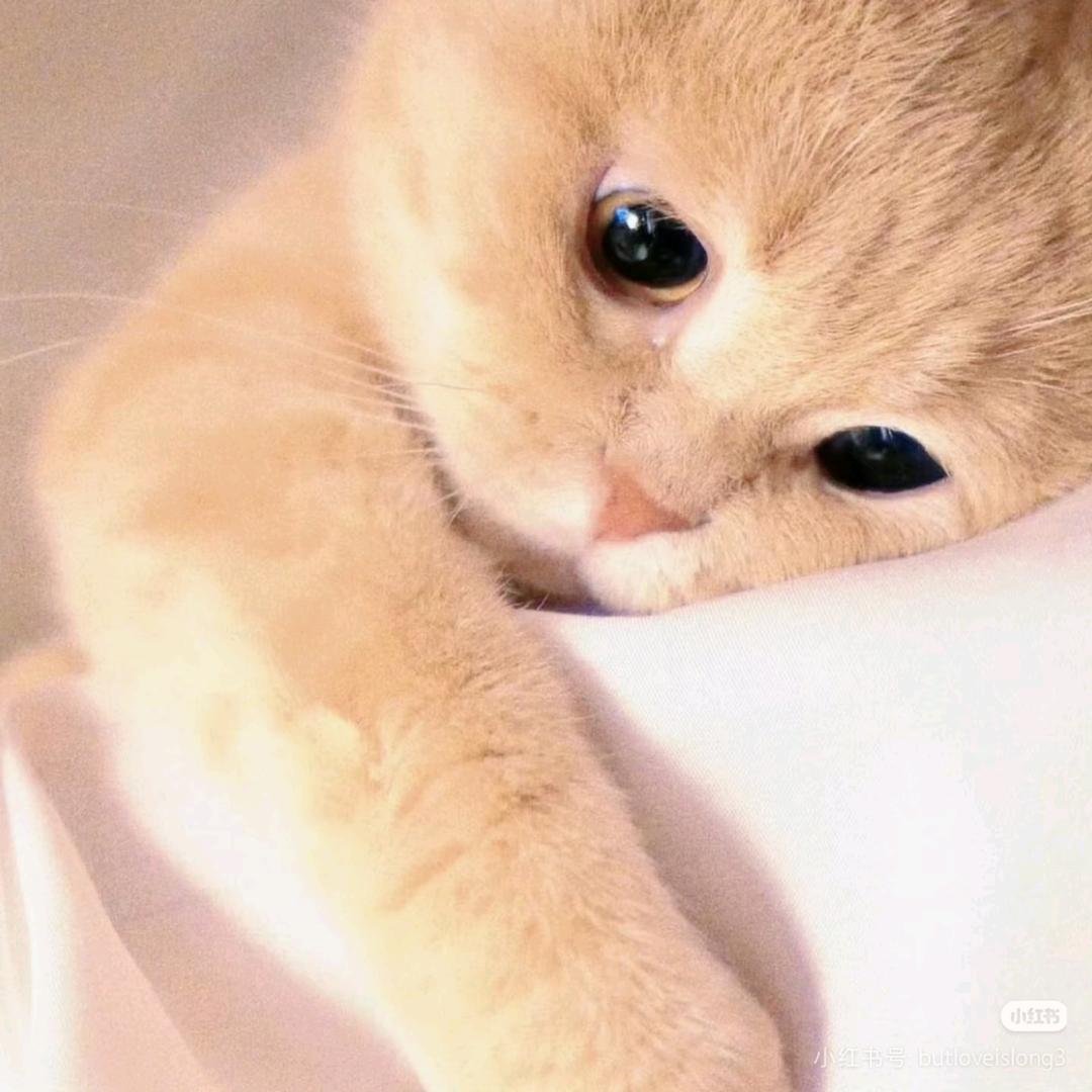 祢豆豆豆子🐱
