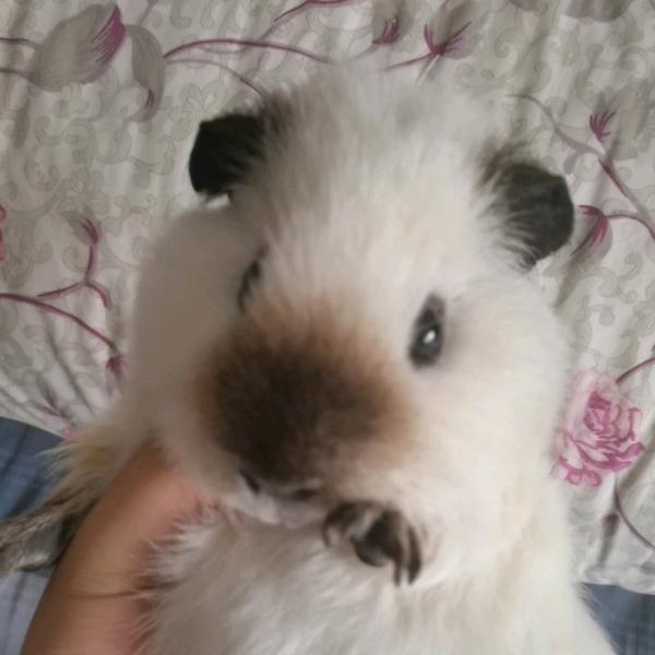 一只长得像包子的猪猪