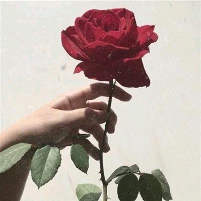 玫瑰花期🌹