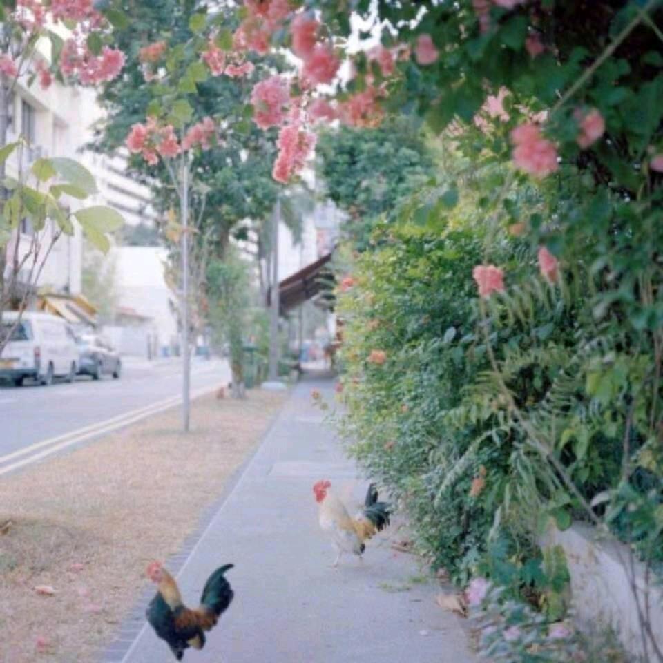 中华精英