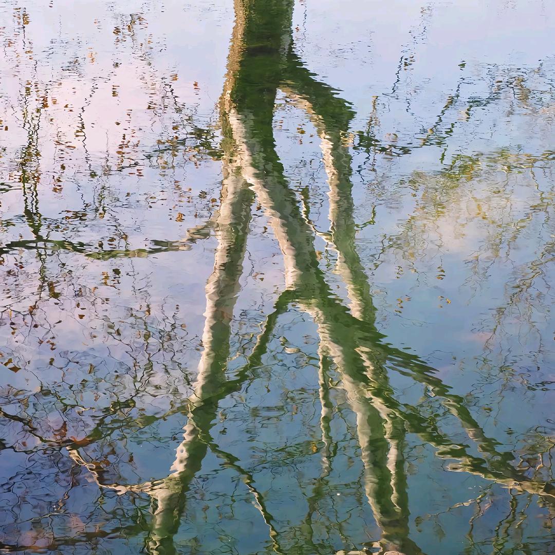 栀子花.