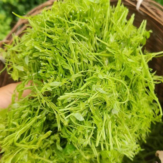 伤心的泪水