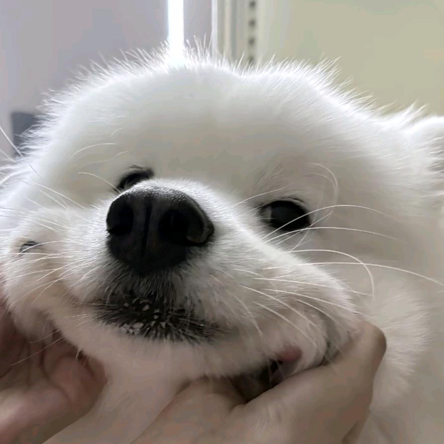 大熊椰🦔