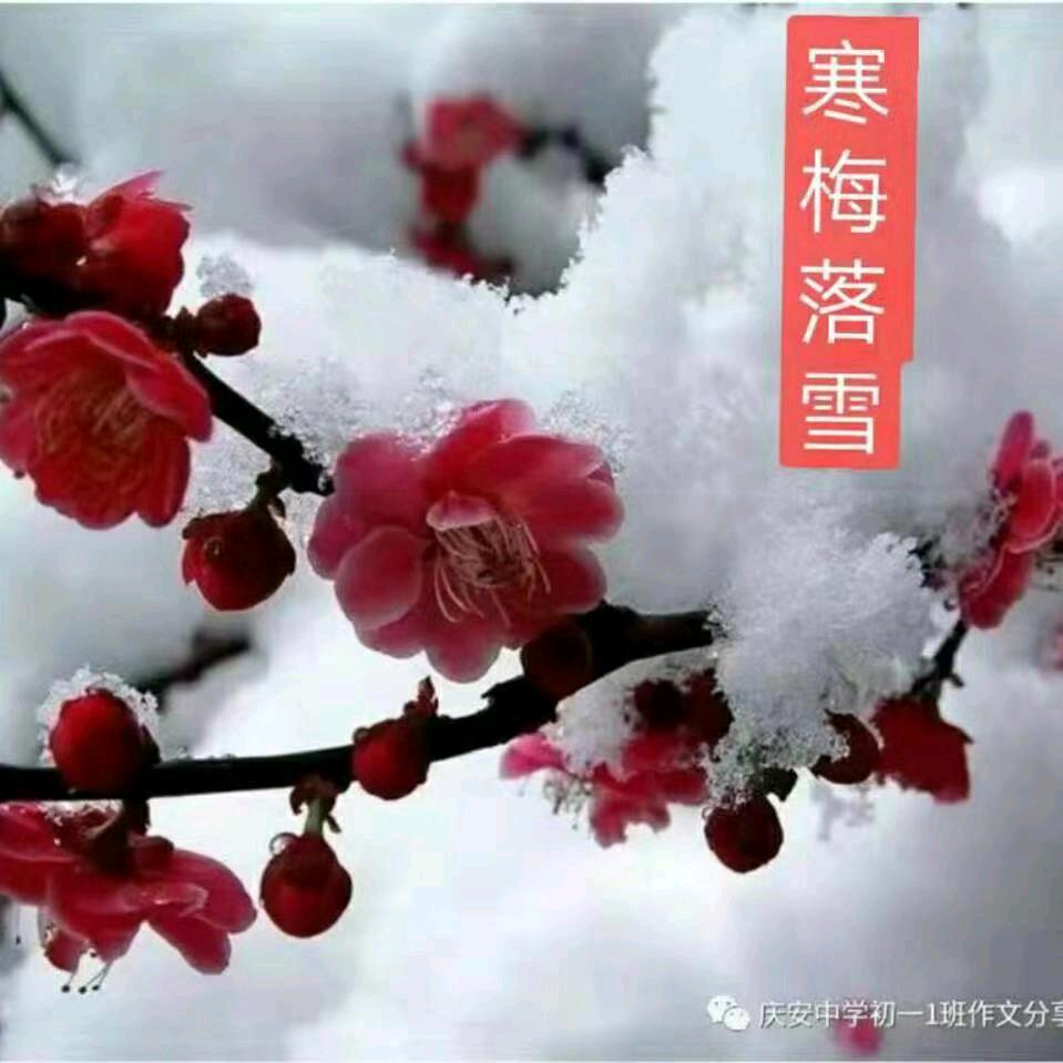 寒梅4697