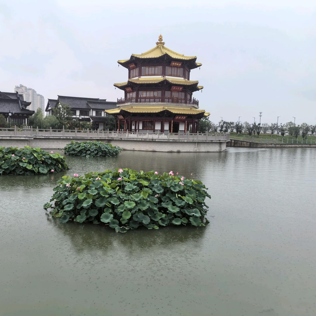 虎哥