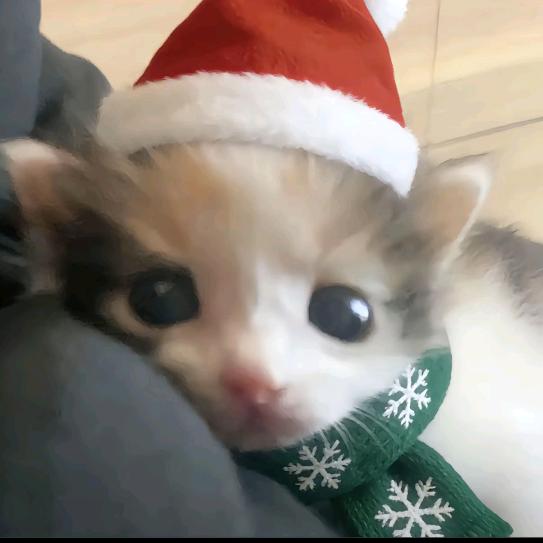 尊贵的德兰西小姐