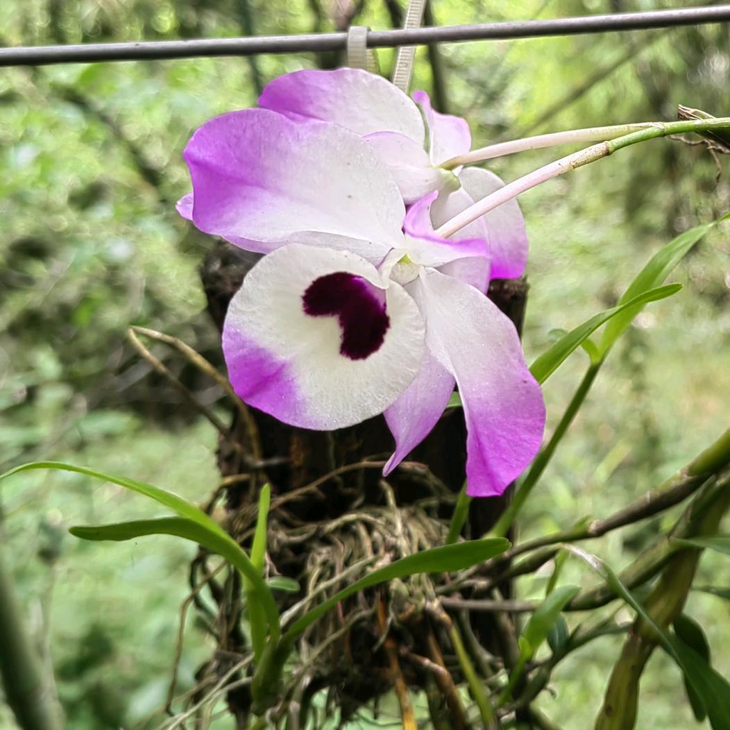 狮子山村民小陈