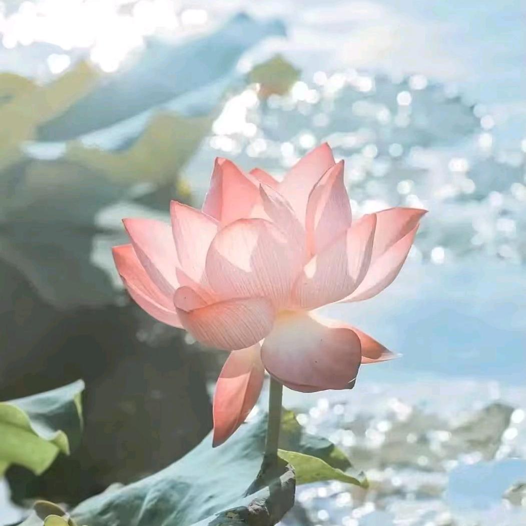 杨门府