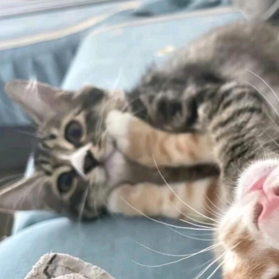 晚睡的一枚蔷薇