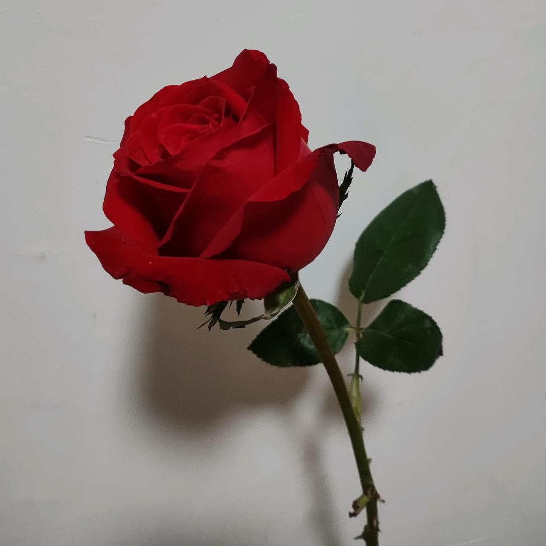 你是我的永远219