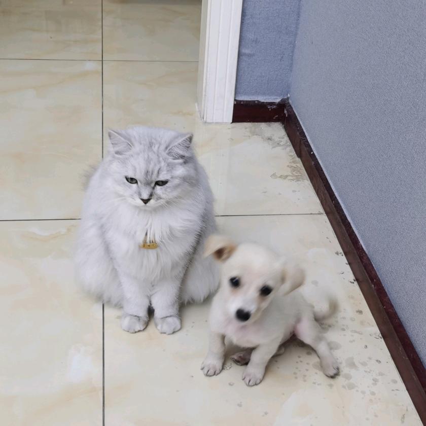 猫猫狗狗的幸福生活