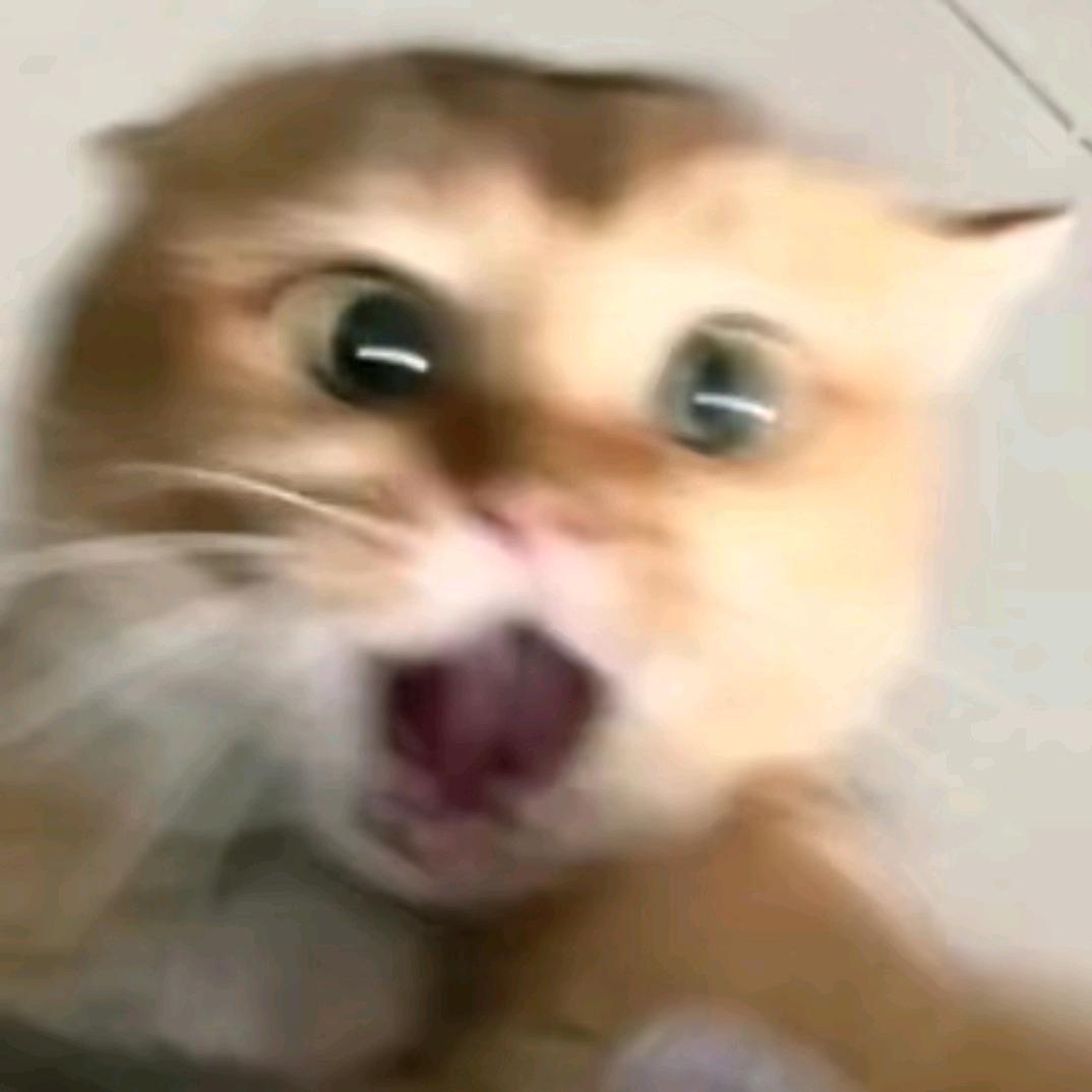 贴贴白桐