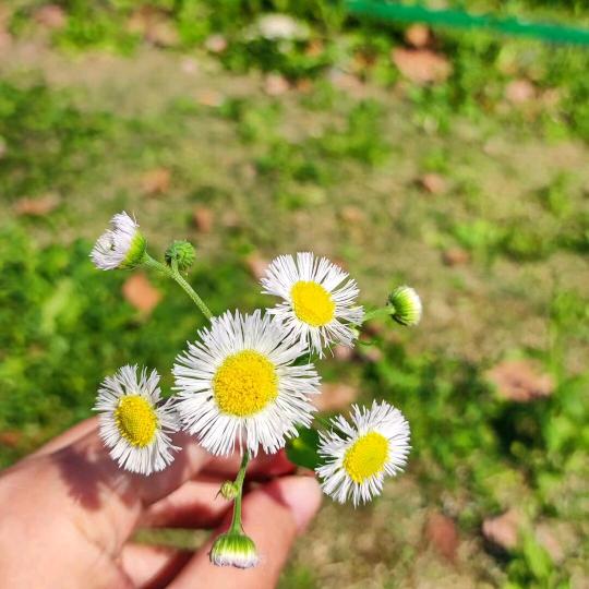 一路生花