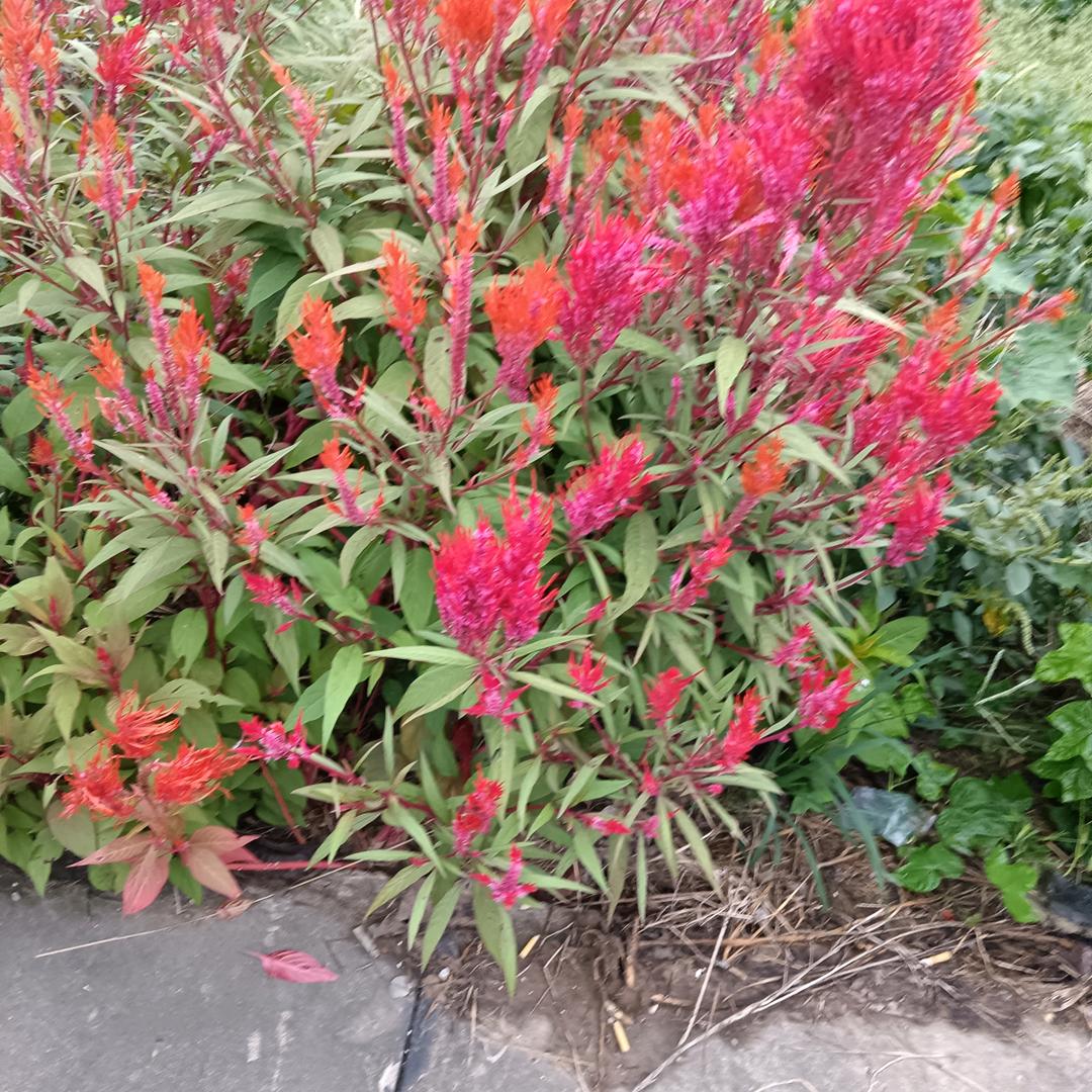 随意