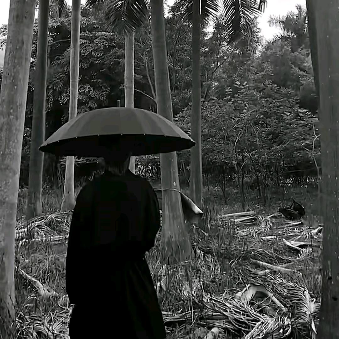 楊