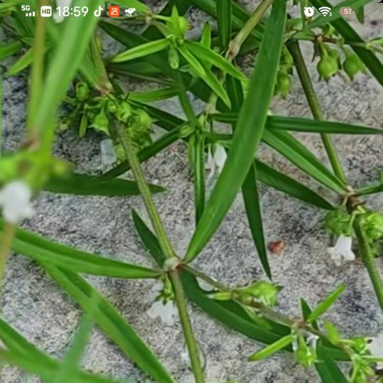 楠天