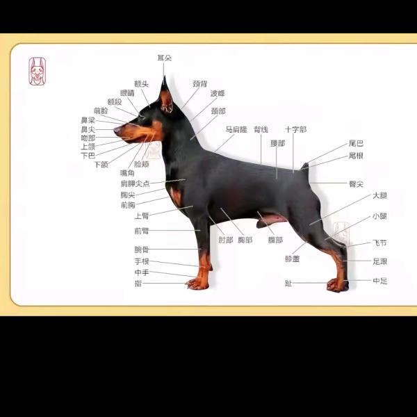 季风迷你杜宾号号