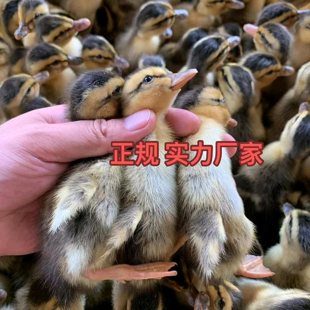 A龙成大型孵化基地